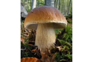 EDIBLE MUSHROOMS