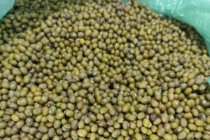 MUNG BEANS